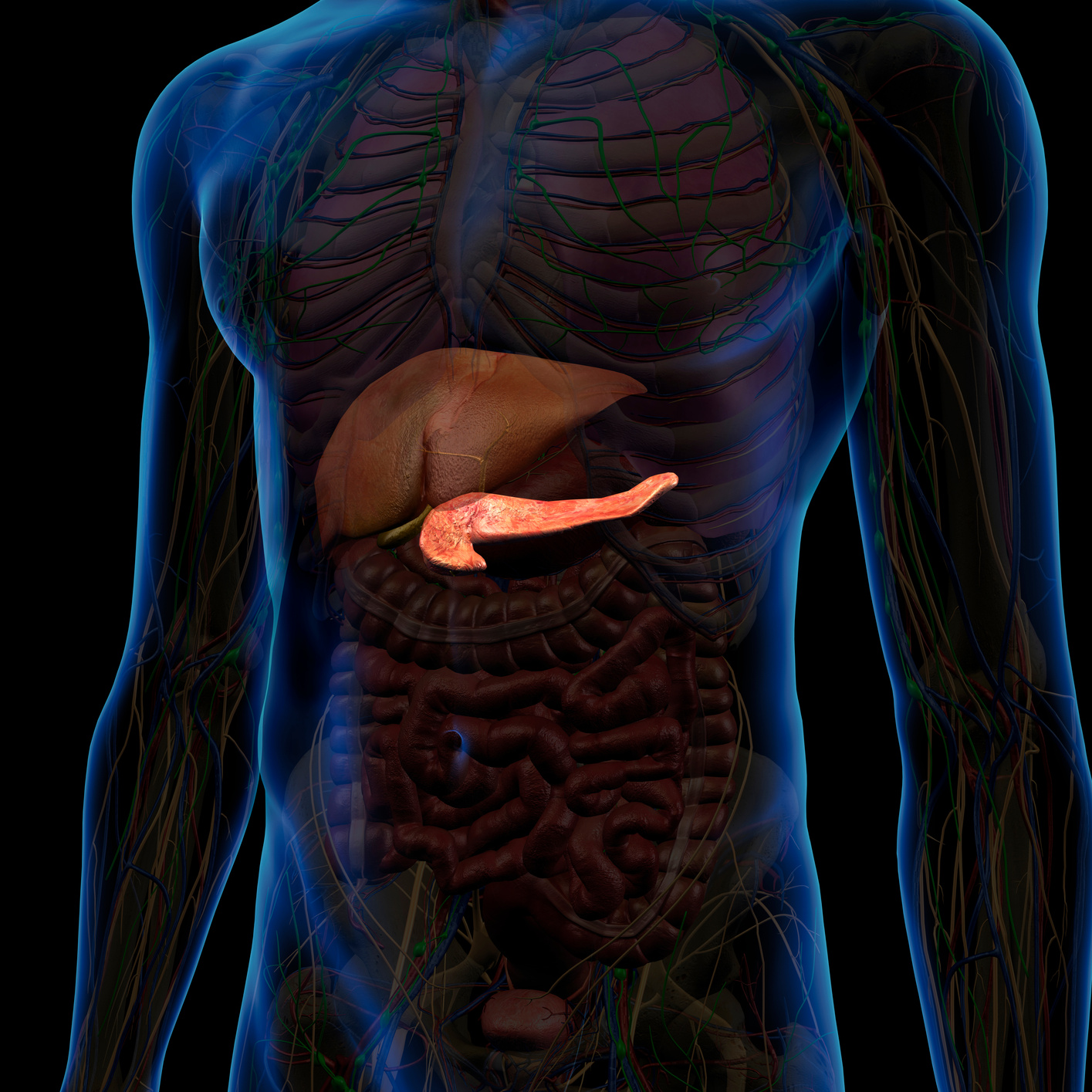 Pancreas and Male Abdominal Internal Anatomy